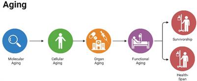 Aging under endocrine hormone regulation